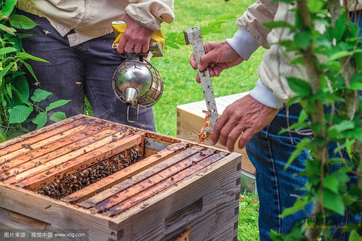 初学养蜂，需要了解哪些养蜂知识以及需要准备哪些用具呢？