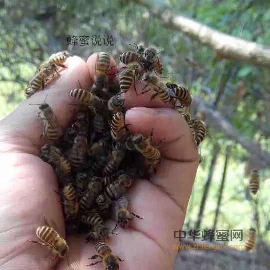 号称蜜蜂“癌症”的烂子病