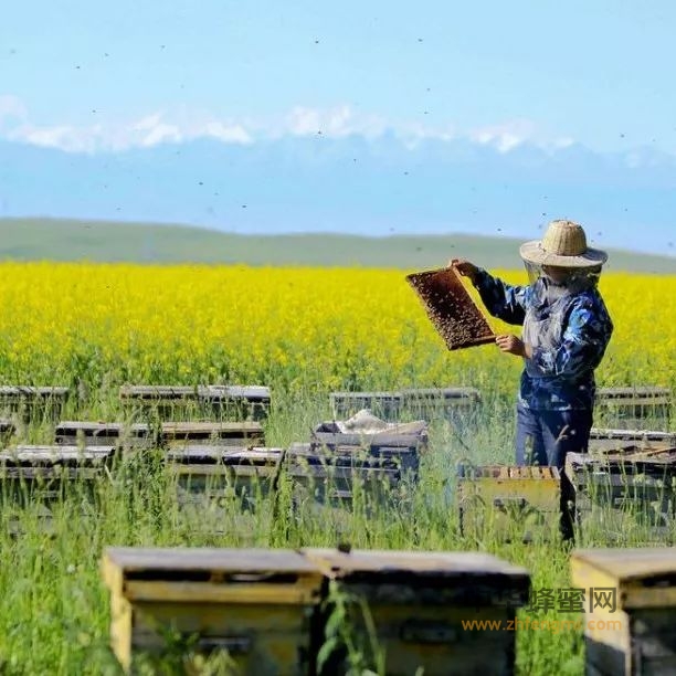 夏季如何预防蜂群农药中毒？
