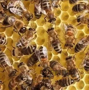 【养蜂技术】一个<a