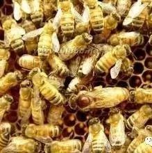 怎样培育生产用蜂王