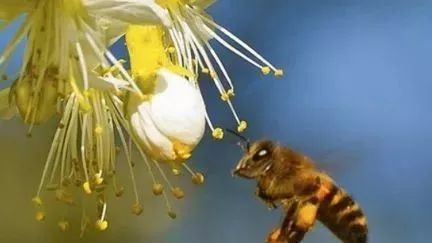 中蜂蜜和意蜂蜜到底哪种好？看完你就懂了！