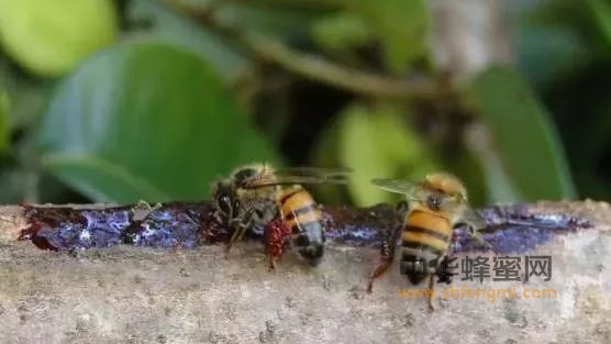蜂胶抗菌增强免疫力，老人吃蜂胶的注意事项！