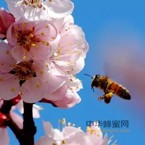 蜜蜂文化｜清代女诗人顾太清及其蜜蜂诗词