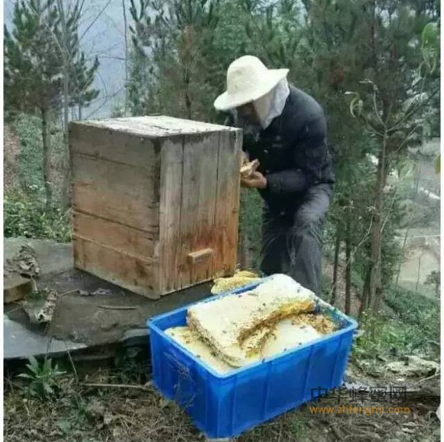 蜂巢蜜好在哪里，又该怎么吃？