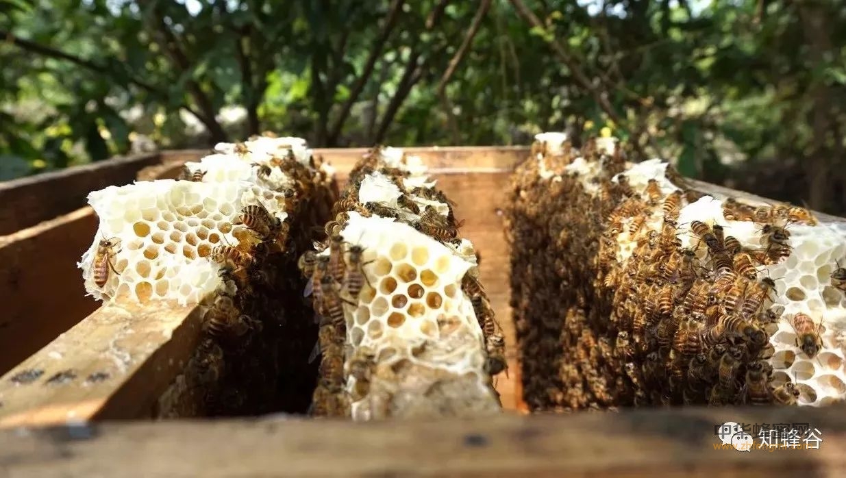 张家界知蜂谷养蜂技术《一》