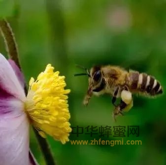什么是蜜蜂仿生学