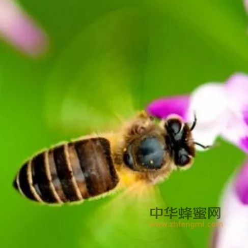 蜂蜜，美容养颜，源自天然