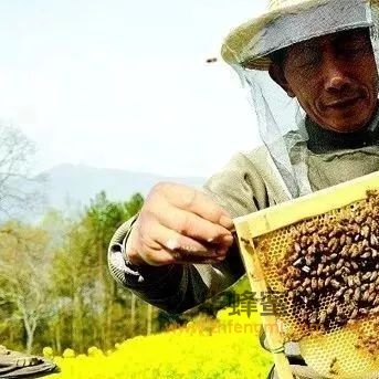 【养蜂技术】养蜂的日常管理