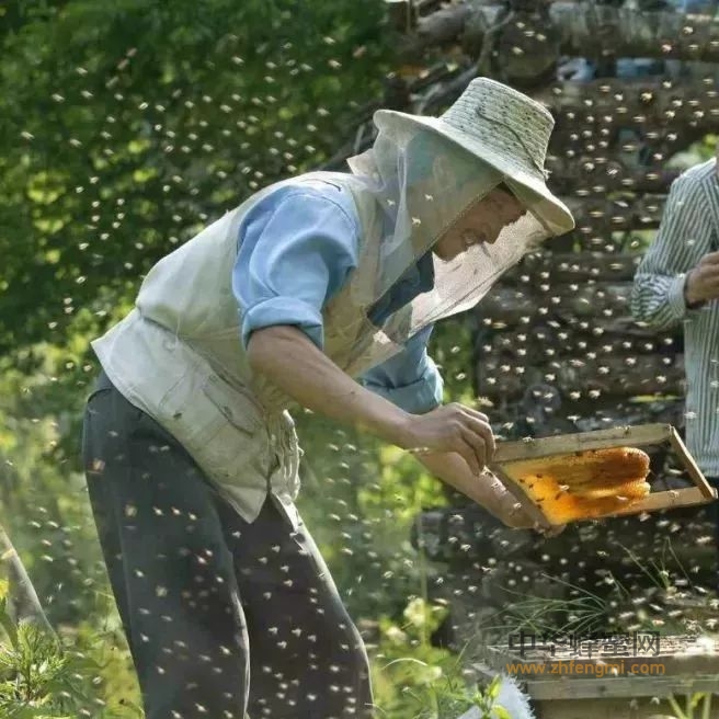 蜜蜂大幅减少，你还在相信有低价蜂蜜？