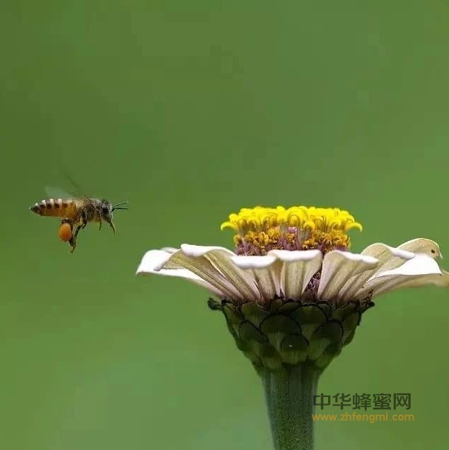 赞美蜜蜂的诗句