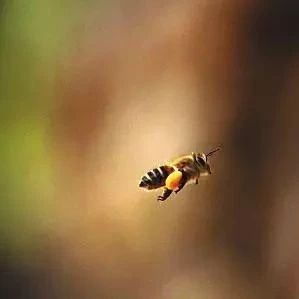 为什么蜜蜂要酿蜜？