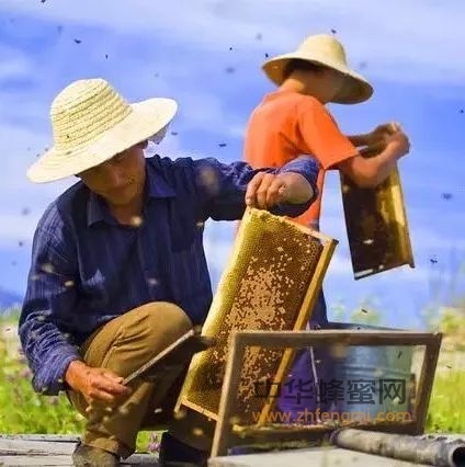 逐步进入流蜜期，流蜜期的蜜蜂该如何管理呢？