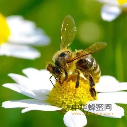 春季谨防自然分蜂！