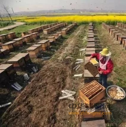 没有一种养蜂技术在全国通用