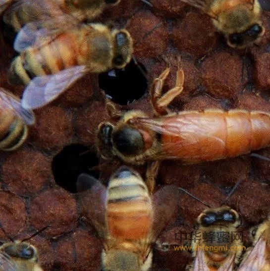 蜜蜂养殖十大忌讳