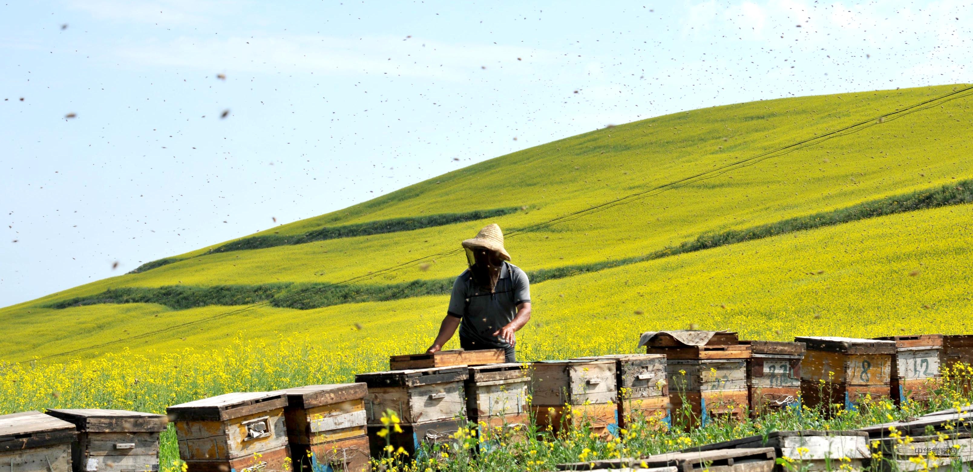 应聘养蜂人，99.9%的人录取不上；要求太高了。