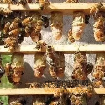 怎么样培育优质生产型蜂王