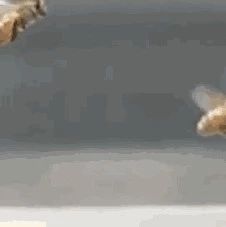 蜜蜂是怎么调节蜂巢内的温度的?