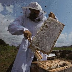 蜂蜜中的六大成分，太宝贵了！