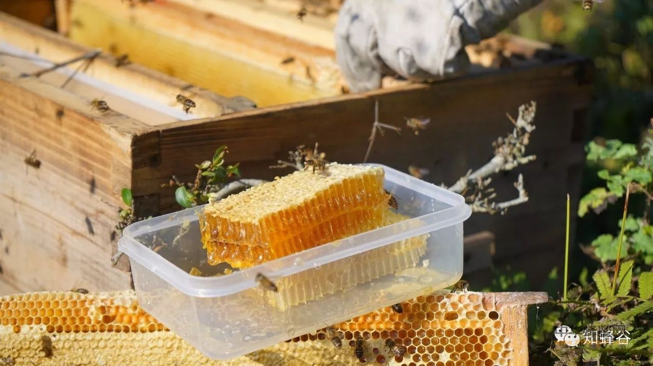 张家界知蜂谷土家蜂蜜也有讲究