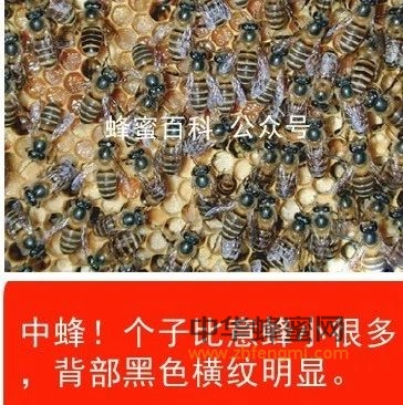 土蜂跟意蜂最简单的区别方法