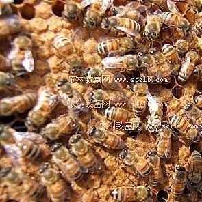 蜜蜂常见病中药防治（二）