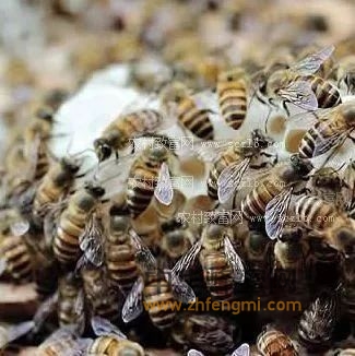 中蜂健康高效饲养技术！