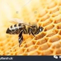 蜂巢的洞口为什么是六边形？而不是其它形状？