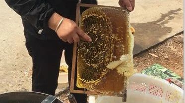 买蜂蜜该买哪种——天然成熟蜜