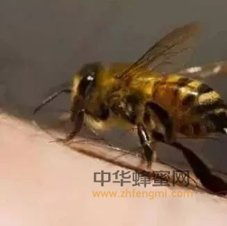 蜂毒——天然的活血、降压剂