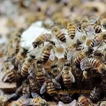 秋季怎么繁殖适龄越冬蜂？