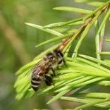 疫病防治｜蜜蜂甘露蜜中毒及其预防措施