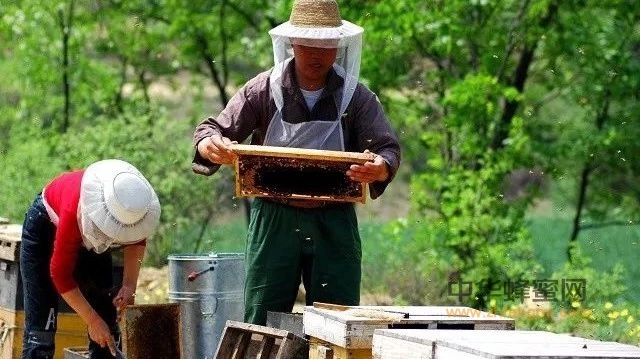 纯天然蜜有三大特点，弄清楚了才能买到好蜜