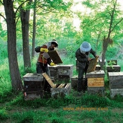 我的养蜂生活：养蜂途中遇到的欺生本地人！