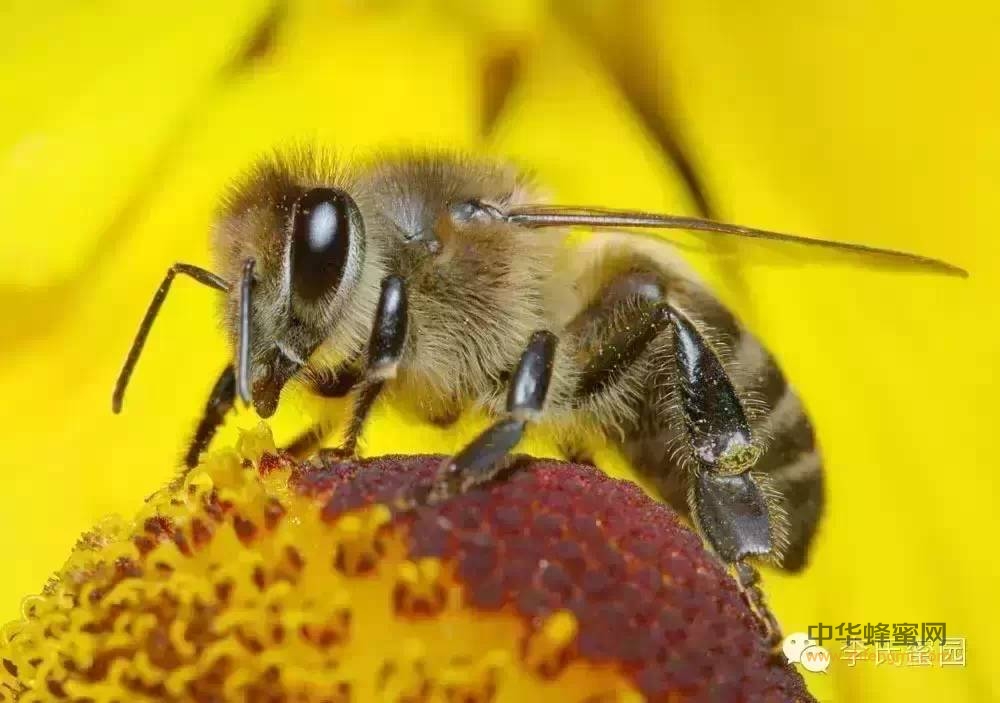 土蜂蜜的十大功效