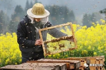 ”蜂农经“：若养蜂，人先疯；尽是泪啊。