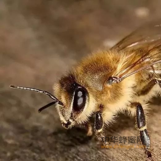 蜂种退化原因与复壮措施