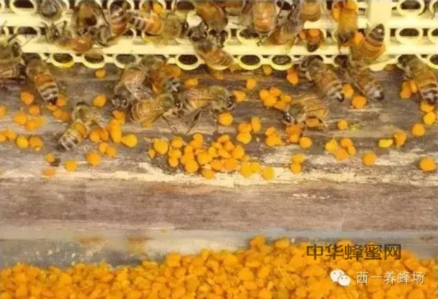 蜂花粉保健制品及妙用