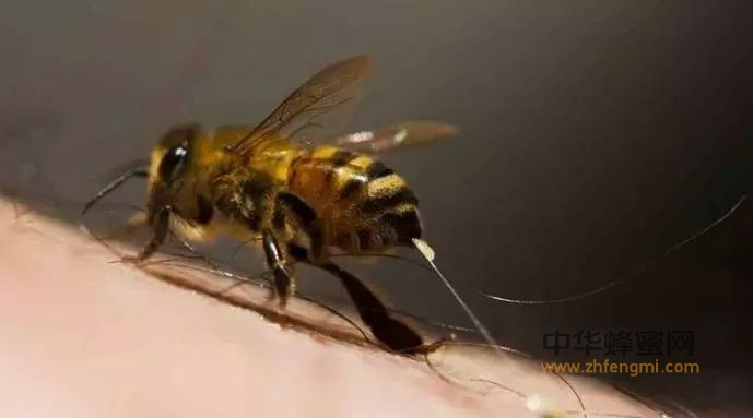 蜂毒疗法与人类健康