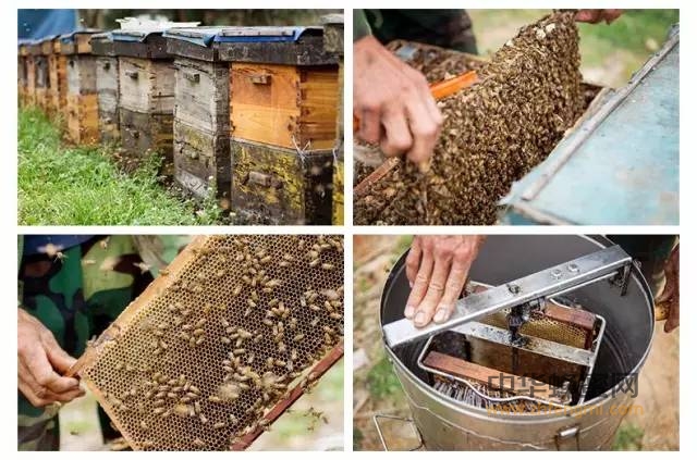 土蜂蜜是什么？与一般蜂蜜有什么区别吗？