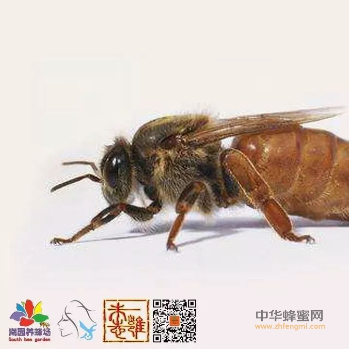 饲养蜜蜂：蜜蜂的种类（常见9种）