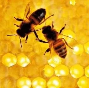 《圣经》里的蜂蜜和蜜蜂！