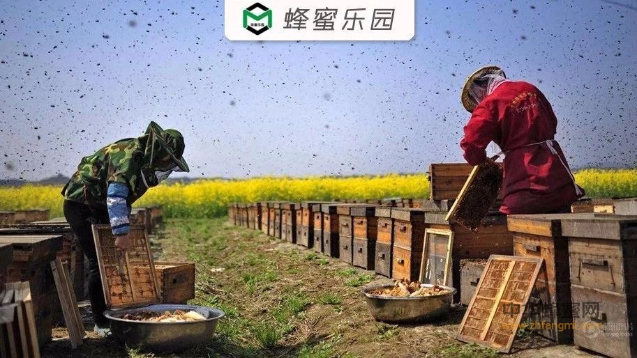 养蜂人为何能长寿？坚持每天都吃蜂产品，竟有八大益处！
