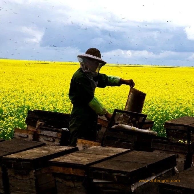 蜂蜜造假全是蜂农干的？90%都不是！