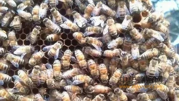 几种蜂种的特点
