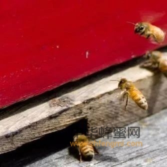 蜜蜂病虫害预防技术！
