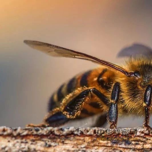 如何在养蜂时避免药残