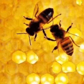蜂群巢虫如何消灭！