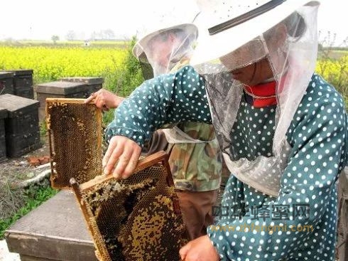 买蜂蜜时，别再问这八个问题啦！蜂农回答得头都疼了……